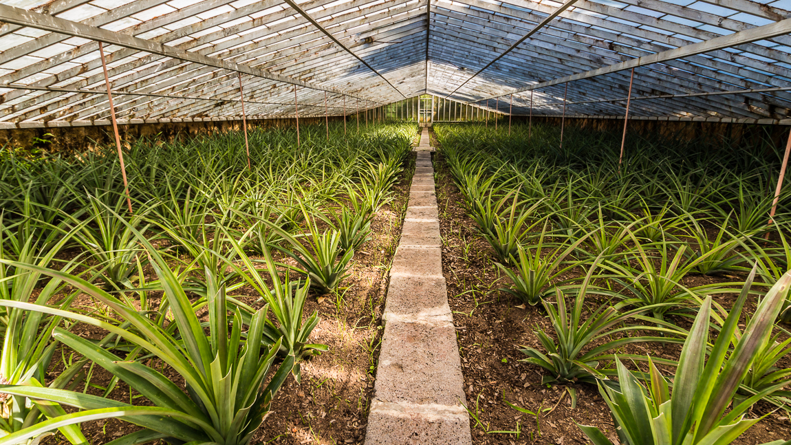 Sao Miguel: Ponta Delgada & la plantation d&rsquo;ananas Arruda.
