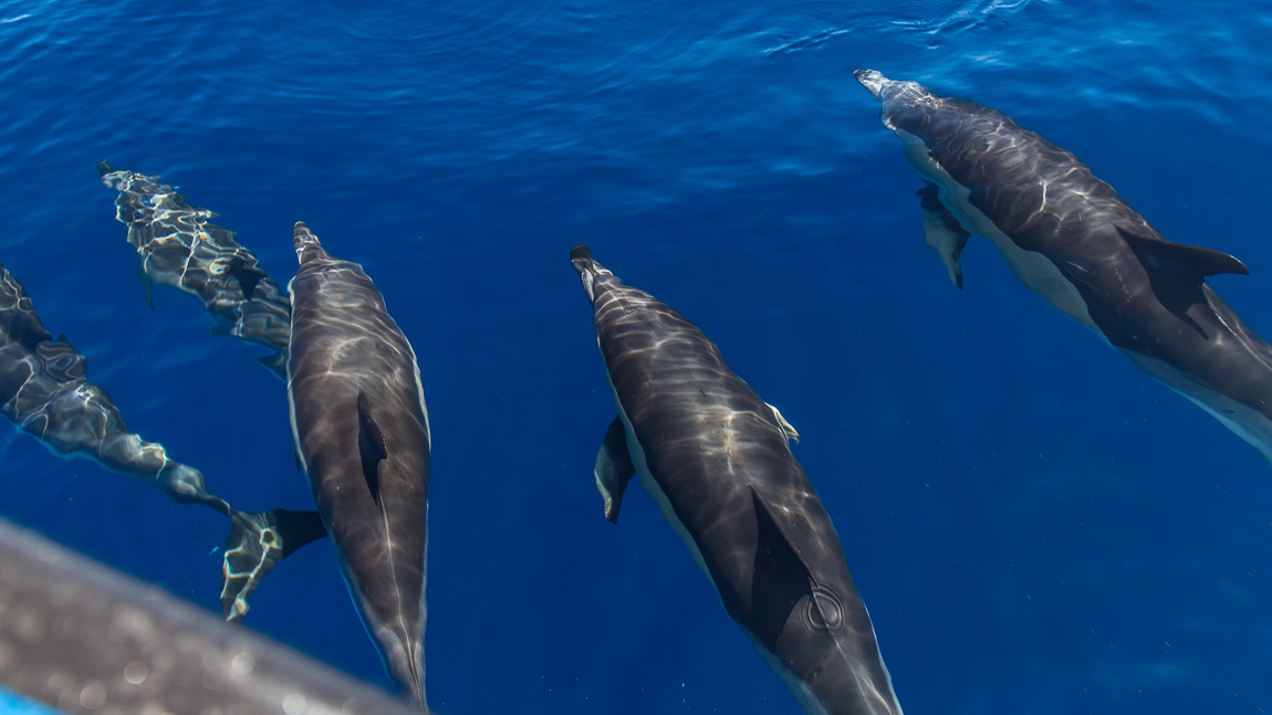 Madère : Rencontres avec les dauphins au cœur de l&rsquo;Atlantique.