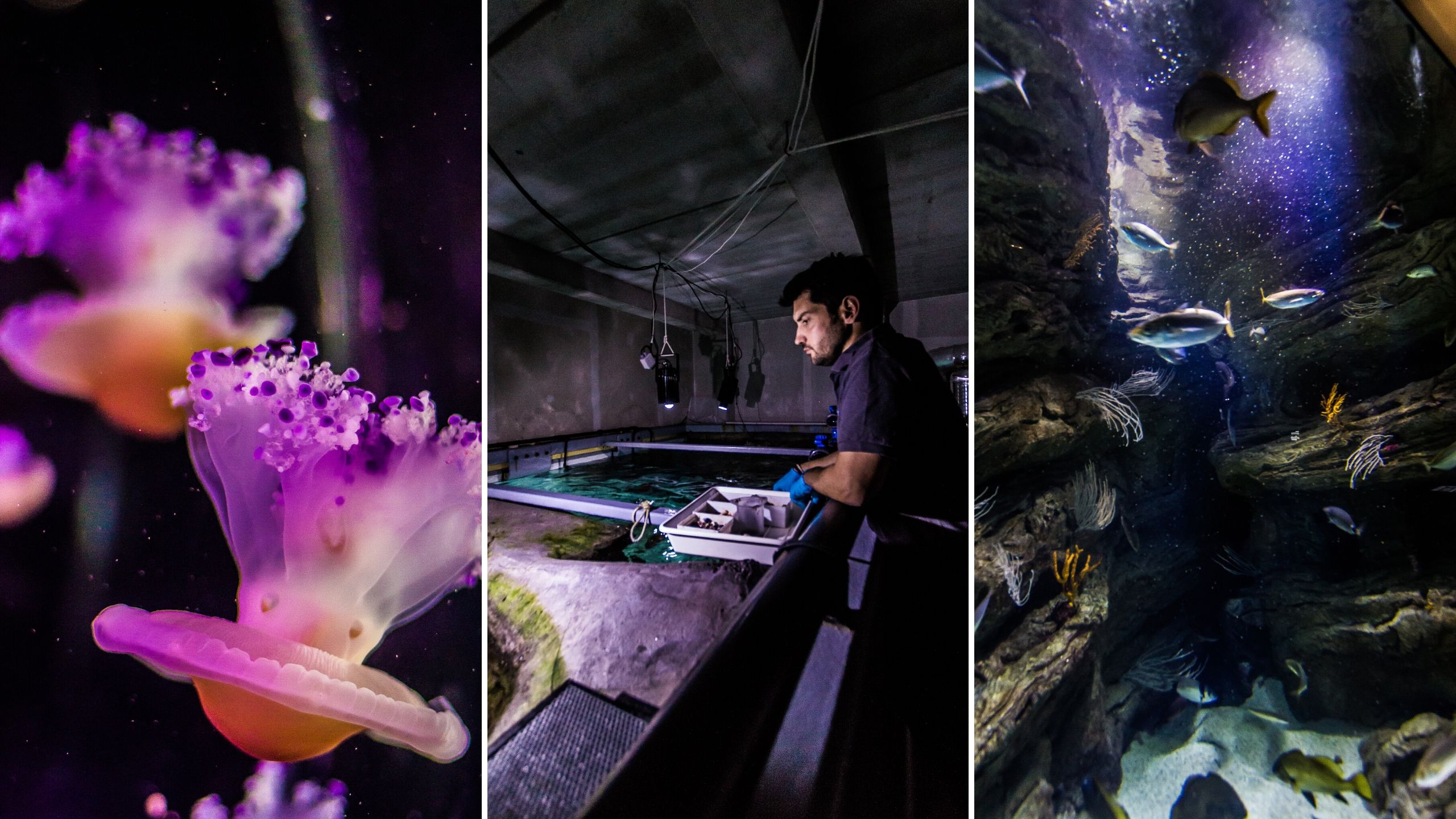 Dans les coulisses du Biodiversarium de Banyuls-sur-mer : Le métier de soigneur-plongeur.