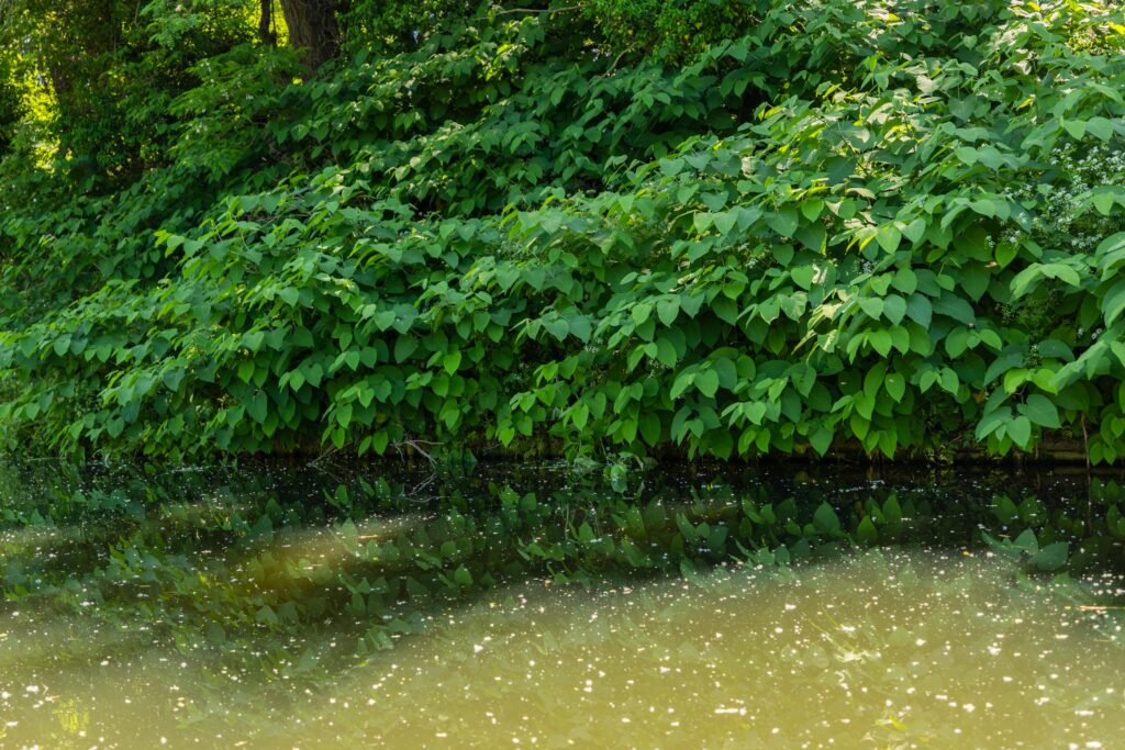 Balade en bateau électrique sans permis sur le canal de Roanne