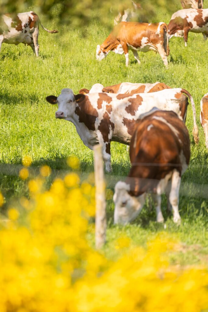 Élevage et savoir-faire paysan à la Ferme des Épilobes dans le Forez