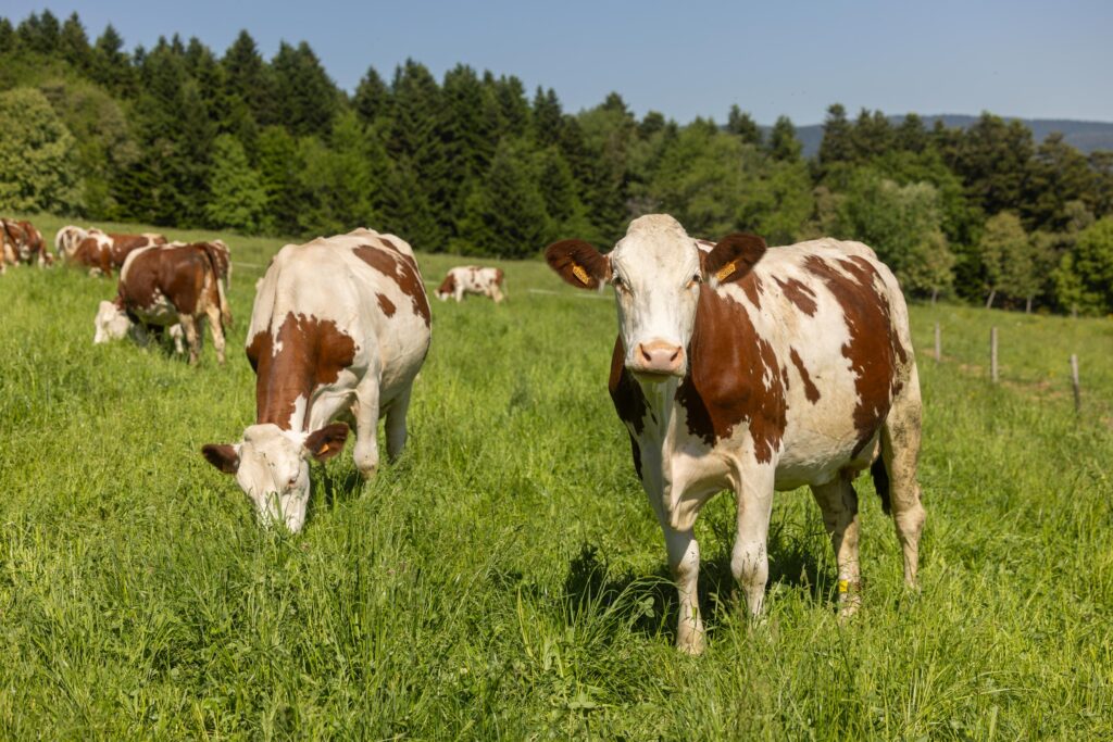 Découverte de la Ferme des Épilobes dans le Forez, dans la Loire