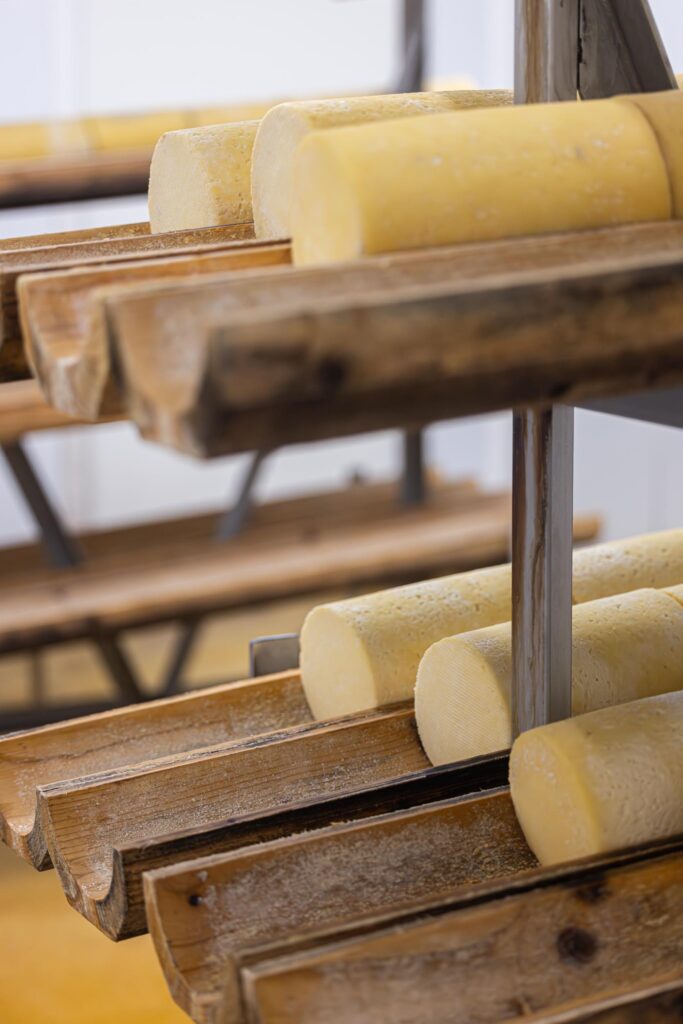 Fourme de Montbrison AOP, spécialité fromagère de la Loire