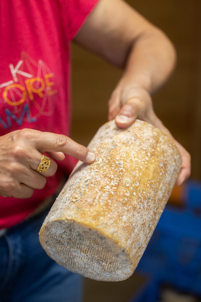 Fourme de Montbrison AOP, spécialité fromagère de la Loire