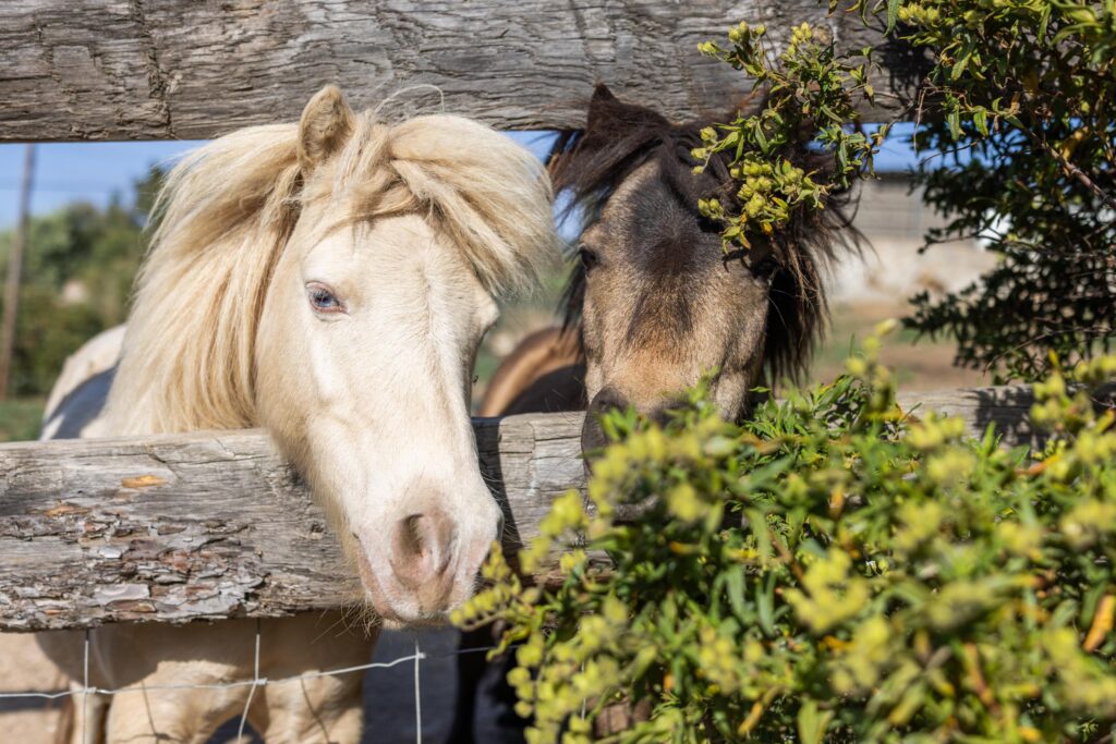 Animaux de la ferme pédagogique L’Isula di i Sogni près de Calvi
