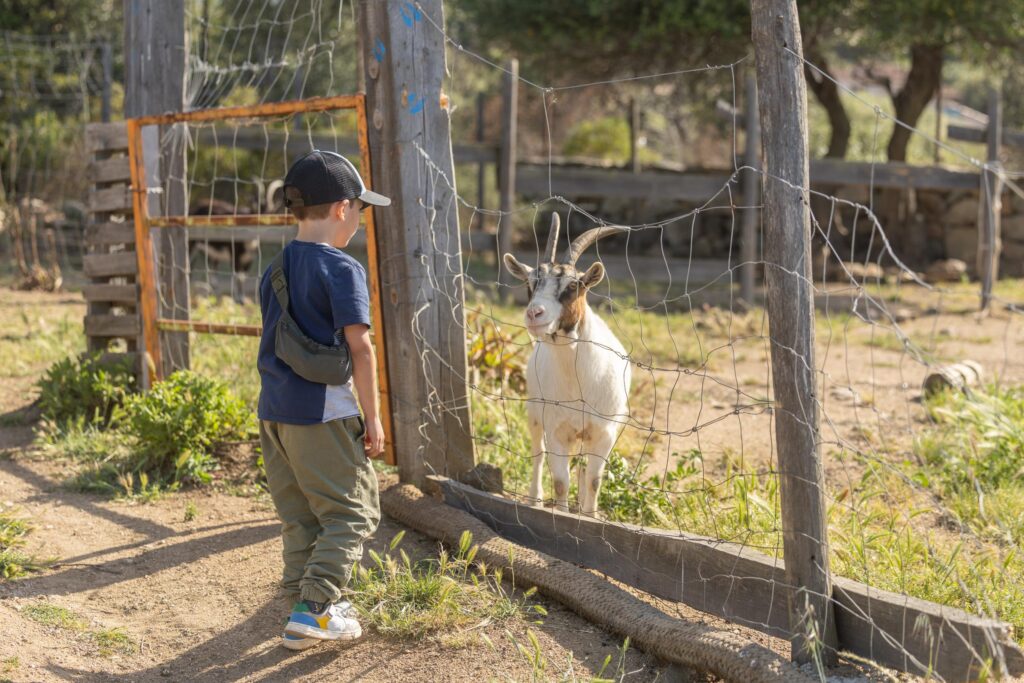 Visite en famille de la ferme pédagogique L’Isula di i Sogni en Balagne