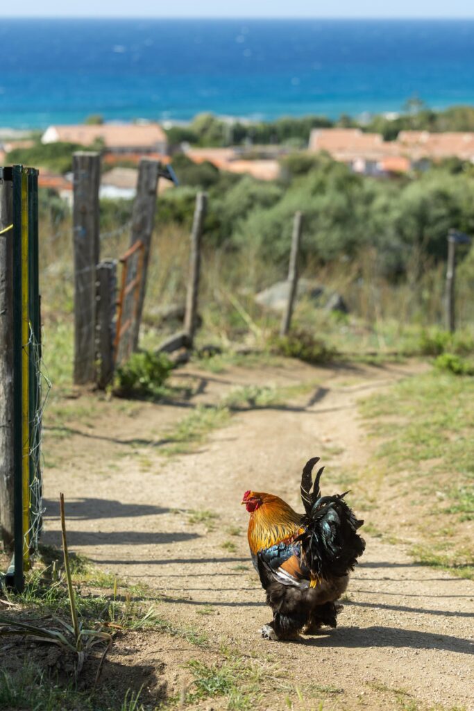 Animaux de la ferme pédagogique L’Isula di i Sogni près de Calvi
