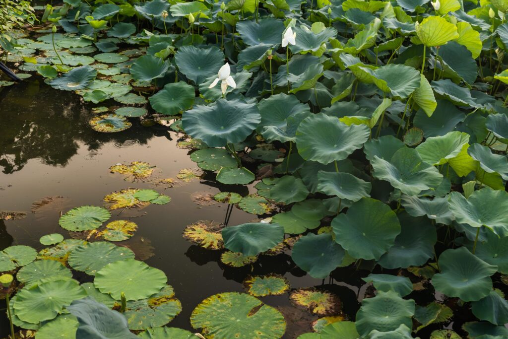 Étang de lotus à Kamakura
