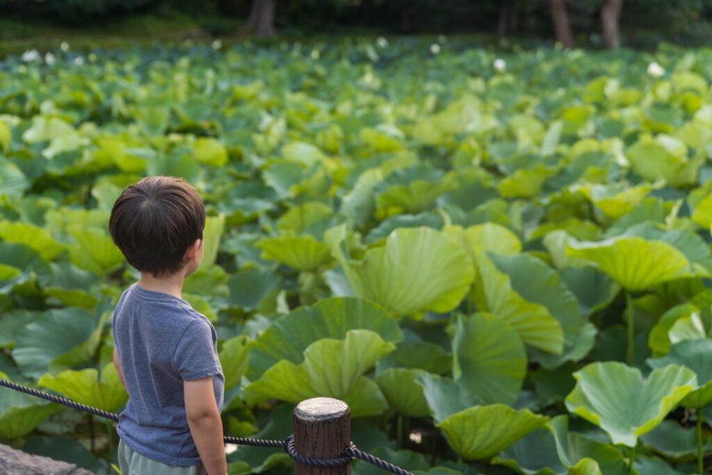 Lotus à Kamakura