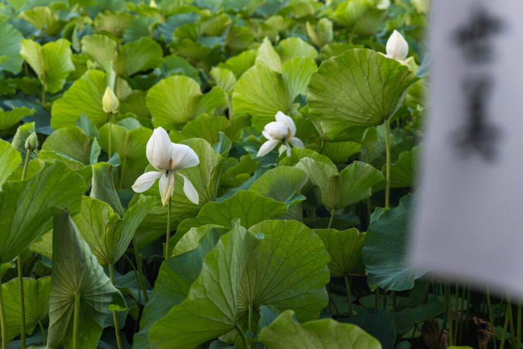 Étang de lotus à Kamakura