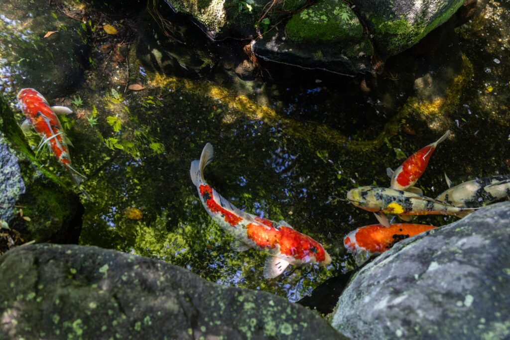 Jardins du temple Hase-dera