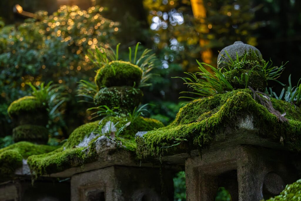 Lanternes en pierre du sanctuaire Kasuga Taisha