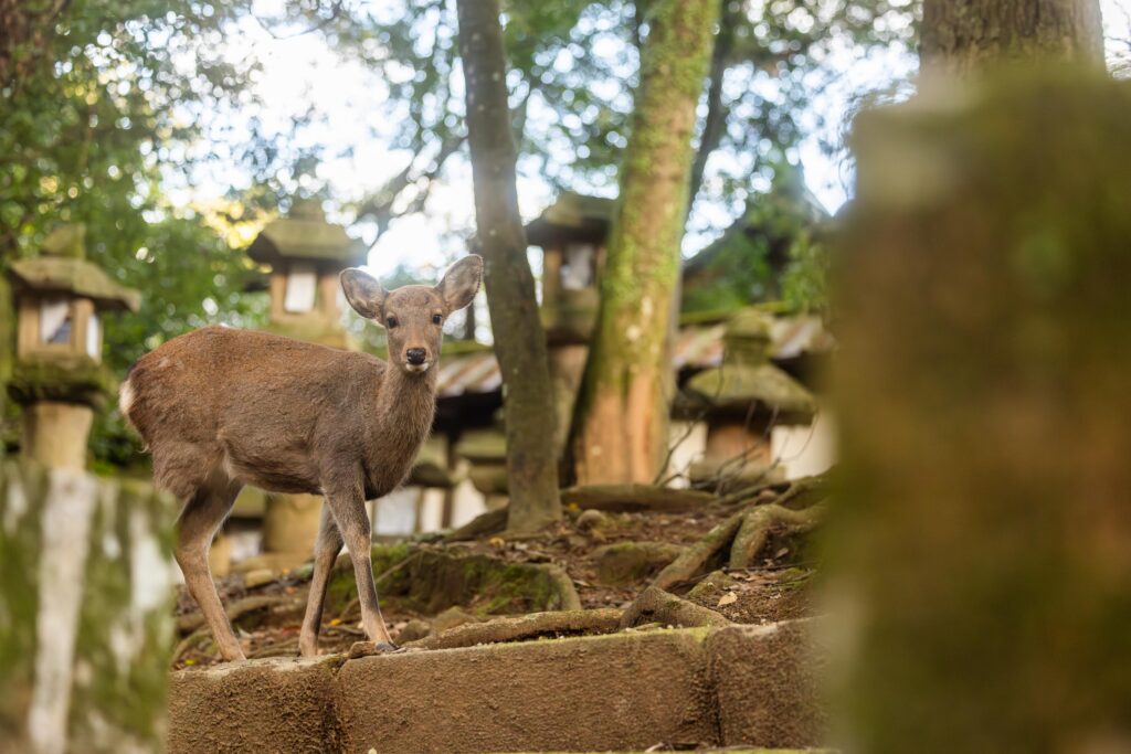Visiter Kasuga Taisha à Nara