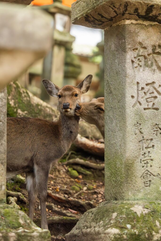 Cerf dans le Sanctuaire Kasuga Taisha à Nara