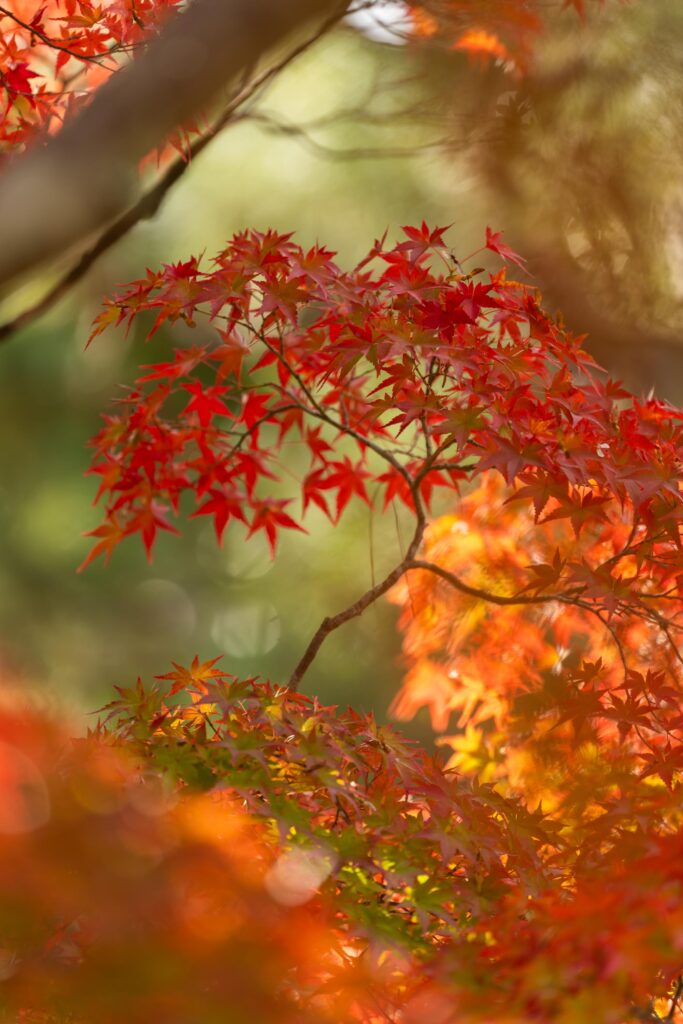 Couleurs des érables japonais à Nara en automne