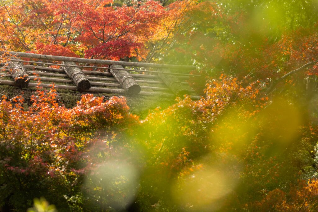 Couleurs d'automne au Jardin japonais Isuien à Nara