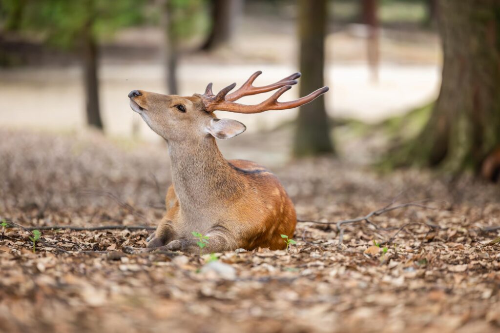 Cerfs en liberté à Nara