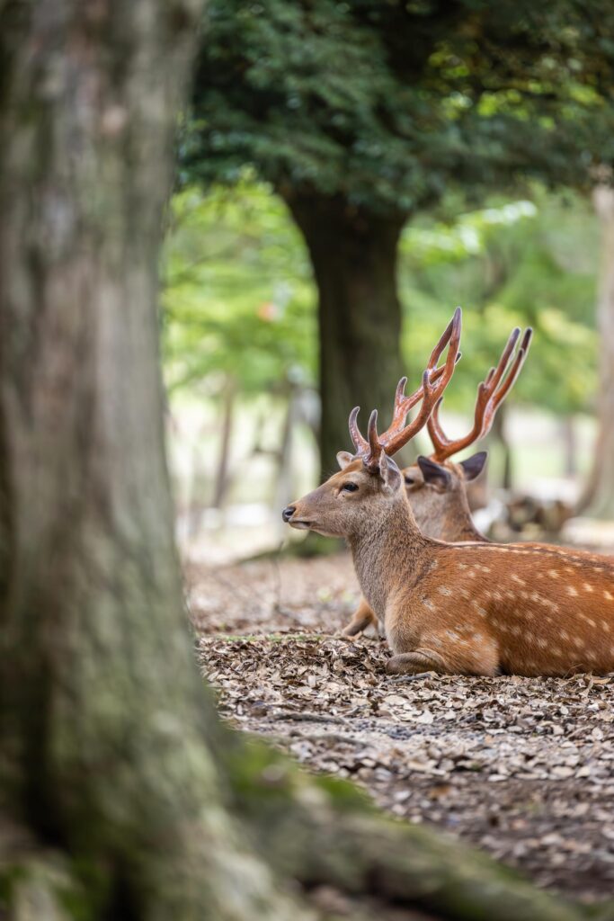 Rencontre avec les cerfs de Nara