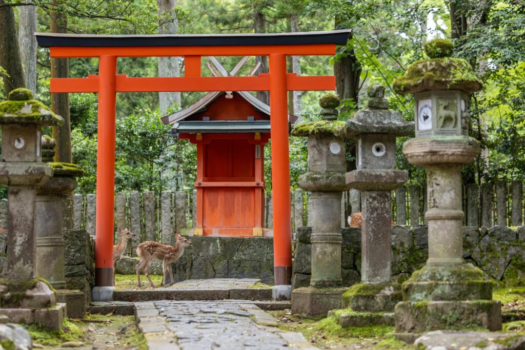 Visiter Kasuga Taisha à Nara