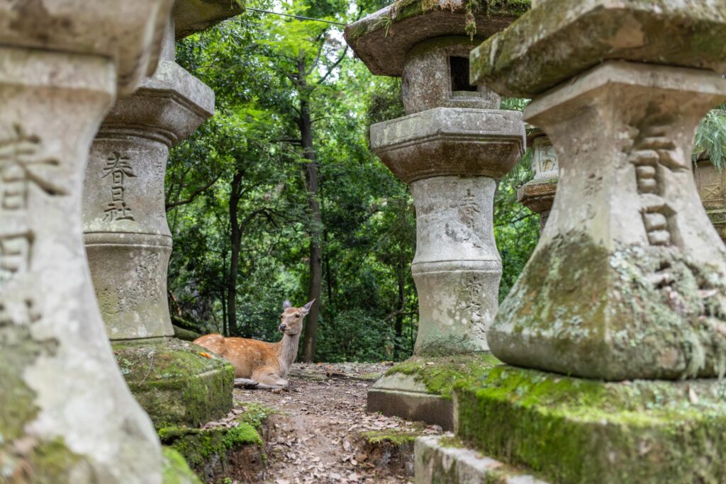Cerfs près des lanternes de pierres du sanctuaire Kasuga Taisha