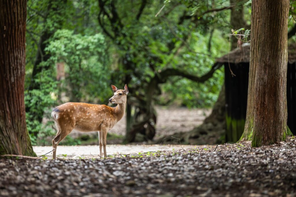 Cerfs en liberté à Nara