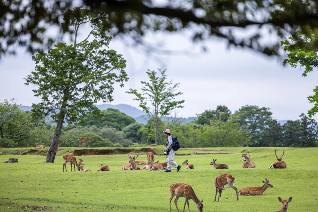 Parc de Nara
