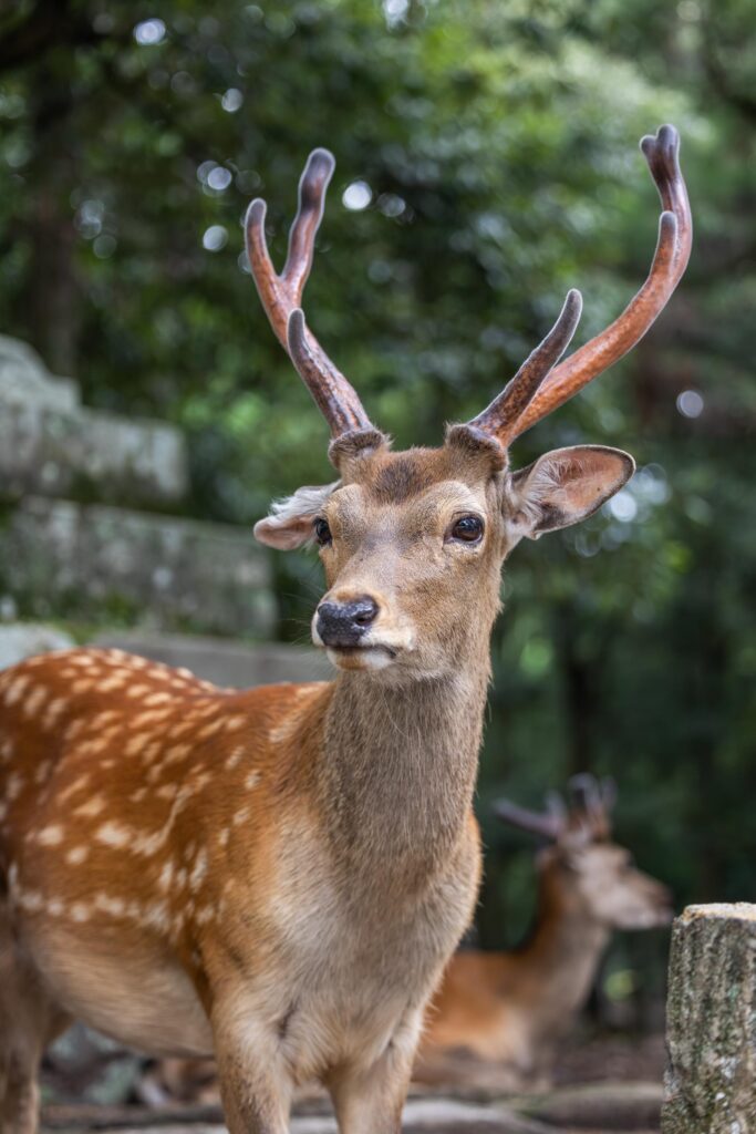 Cerf dans le parc de Nara