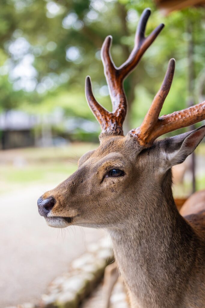 Cerf dans le parc de Nara