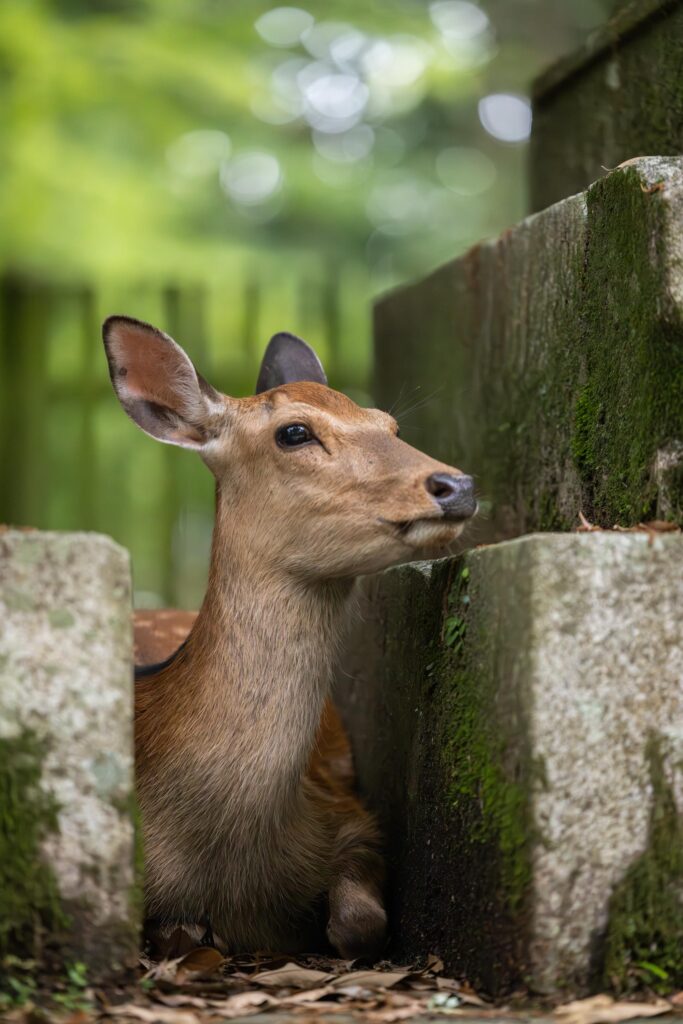 Rencontre avec les cerfs de Nara